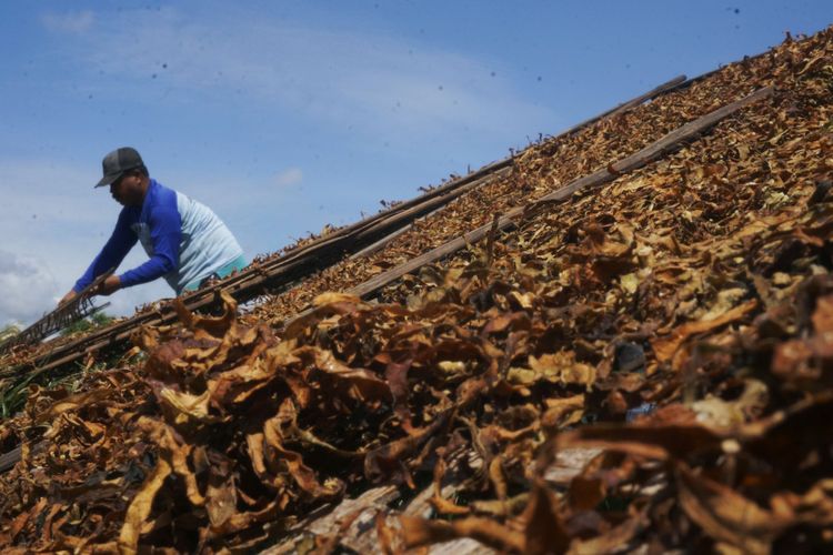 Pekerja menjemur daun tembakau varietas gagang rejeb sidi di Tulungagung, Jawa Timur, Jumat (17/11). Komisi Pelepasan Varietas Kementerian Pertanian menetapkan tembakau varietas gagang rejeb sidi sebagai varietas unggulan baru asal Tulungagung yang memiliki kadar nikotin tinggi (4,04 persen), volume produksi rata-rata sembilan kuintal per hektare, tahan terhadap penyakit tanaman serta kualitas atau mutu yang diakui produsen maupun pasar tembakau nasional.