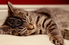 5 Alasan Kucing Suka Tidur di Kamar Mandi