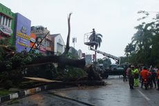 Pohon Tumbang di Bogor, Pengendara Sepeda Motor Luka Ringan