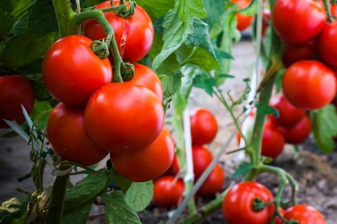 Gampang, Begini Budidaya Tomat Organik di Rumah