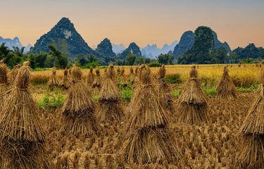 Ilustrasi jerami padi.