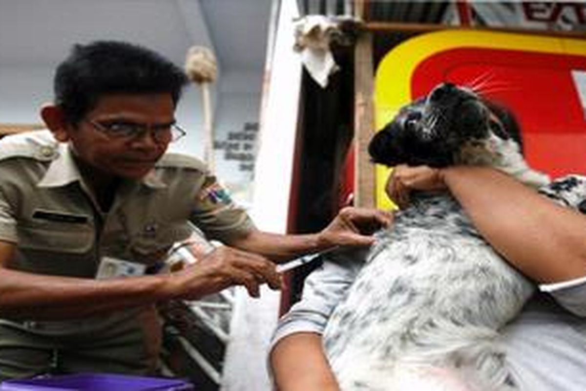 Petugas Dinas Pertanian dan Peternakan DKI Jakarta menyuntikkan vaksin rabies pada anjing peliharaan warga Pejambon, Jakarta, Rabu (10/3/2010). Penyuntikan vaksin rabies dilakukan rutin enam bulan sekali untuk menekan penyebaran rabies di Jakarta.