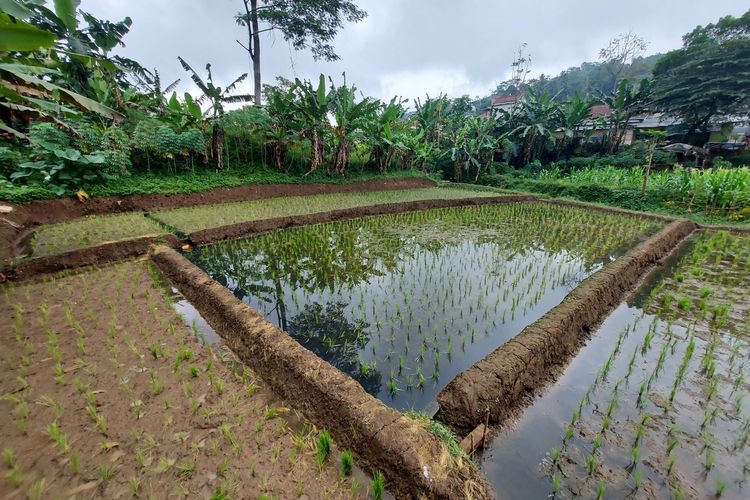 Area persawahan warga terendam air hitam imbas dari pencemaran di Situ Ciburuy.