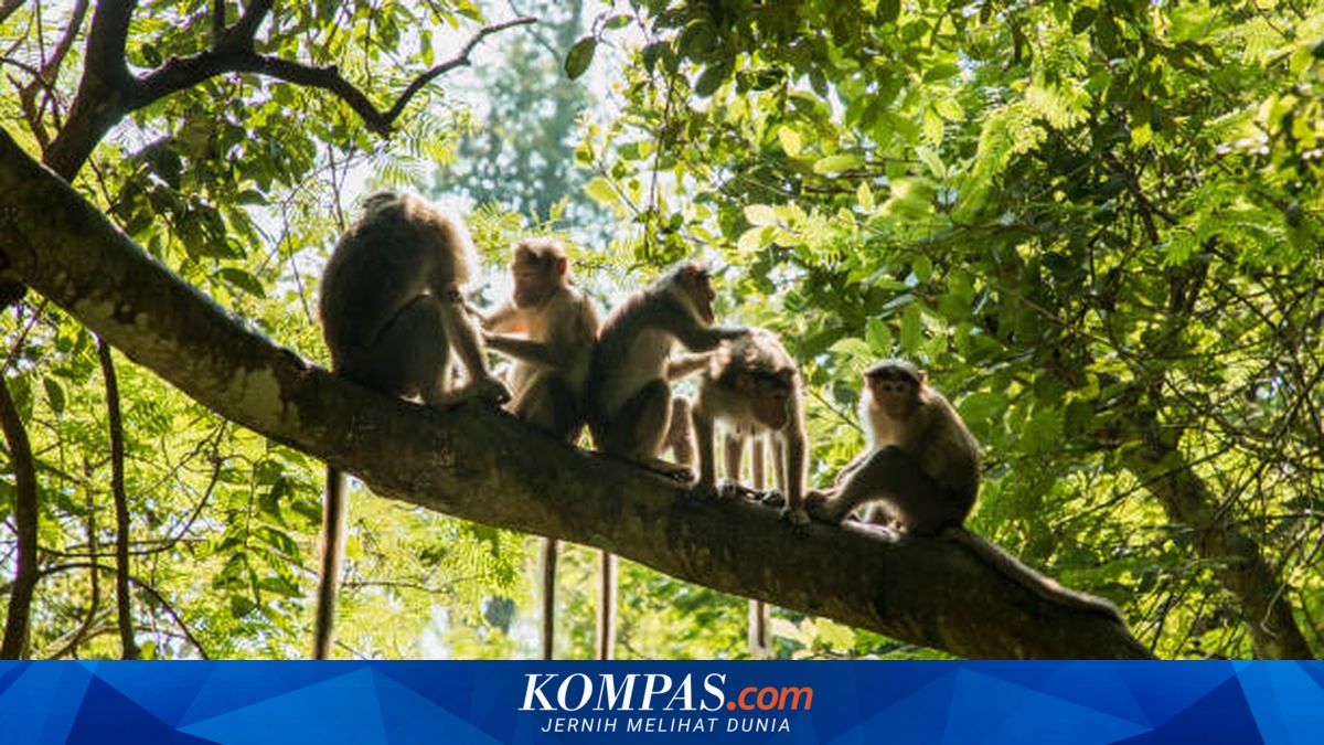 Monyet di Tasikmalaya Rusak Ratusan Hektar Lahan Palawija Saat Kemarau