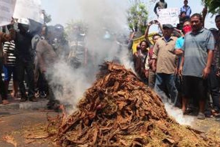 Petani tembakau di Kabupaten Jember, Jawa Timur, membakar tembakau di depan Gedung DPRD Jember, Senin (28/9/2015). Aksi itu sebagai bentuk protes atas anjloknya harga tembakau di pasaran.