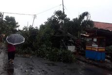 Bogor Dilanda Angin Kencang, Atap Rumah-rumah Warga Rusak, Pohon Tumbang