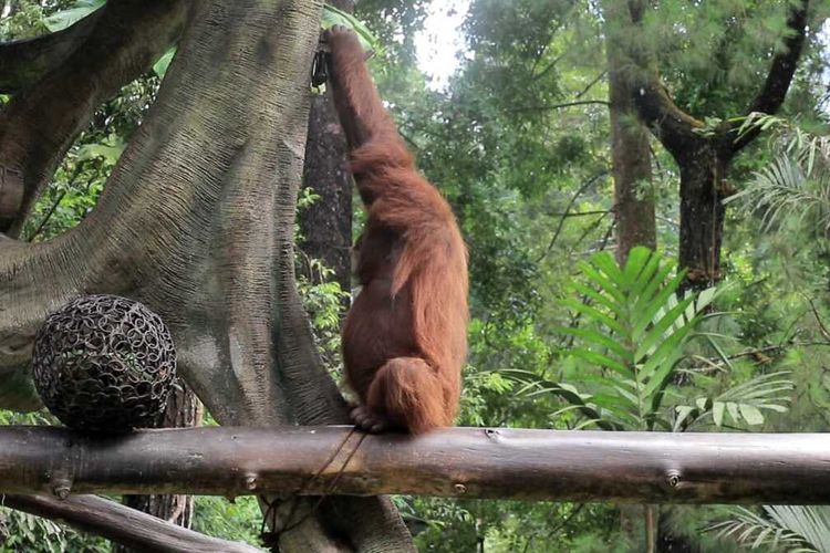 Orangutan betina bernama Jennifer (15) asal Indonesia, dikirim ke Tobe Zoo, Ehime, Jepang, sebagai bagian kerja sama konservasi internasional dalam menjaga keberlanjutan gen spesiesnya.