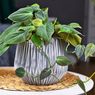 5 Penyebab dan Cara Mengatasi Daun Philodendron Menguning