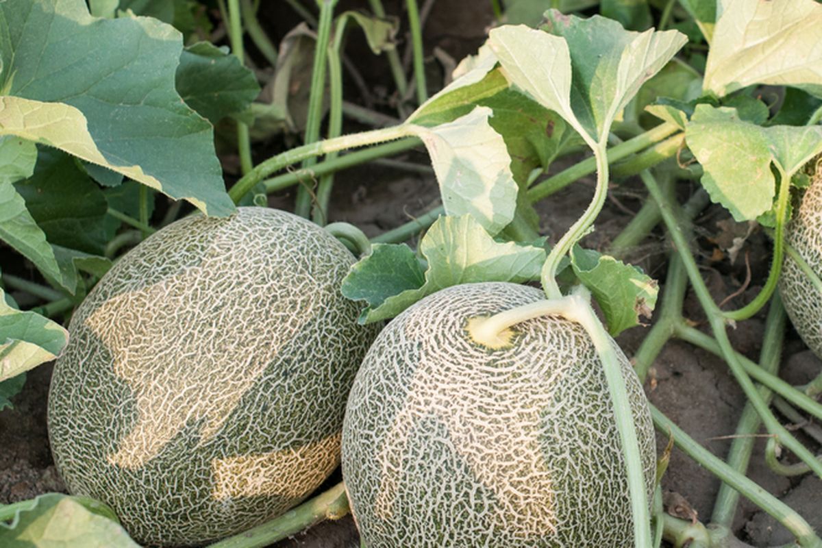 Ilustrasi menanam melon, budidaya melon. 