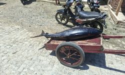 Tangkapan Tuna RI Menyusut hingga 30 Persen, Dampak Overfishing dan Perubahan Iklim