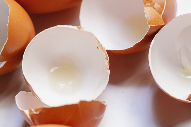 Ilustrasi cangkang telur. 