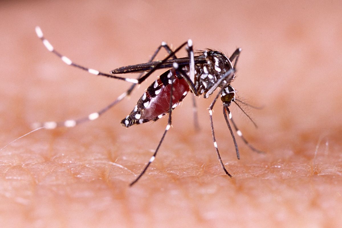 Ilustrasi nyamuk Aedes aegypti penyebab demam berdarah, zika, chikungunya. Nyamuk ini, khususnya nyamuk betina menjadi vektor virus arbovirus, yakni virus penyebab penyakit-penyakit tersebut.