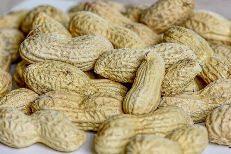 Ilustrasi kacang tanah, bolehkah penderita asam urat makan kacang?