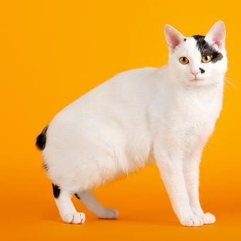 Ilustrasi ras kucing Japanese Bobtail. 