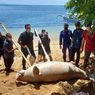 Seekor Dugong Ditemukan Mati Terdampar di Perairan Sanur Denpasar