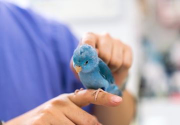 Jangan Abai, Ini 5 Tanda Burung Peliharaan Sedang Sakit