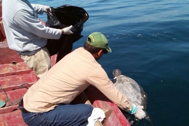 Seorang petugas tengan mengambil penyu mati di pesisir El Salvador, Kamis (2/11/2017) (Twitter Kementerian Lingkungan El Salvador)