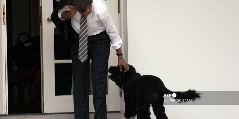 Pet Dogs Barack Obama, Bo, Dead Page all