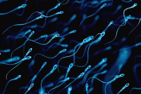 3 Tahap Siklus Regenerasi Sperma
