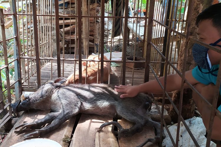 Babi berkaki aneh di Desa Pekuncen, Kecamatan Jatilawang, Kabupaten Banyumas, Jawa Tengah, Senin (15/6/2020).