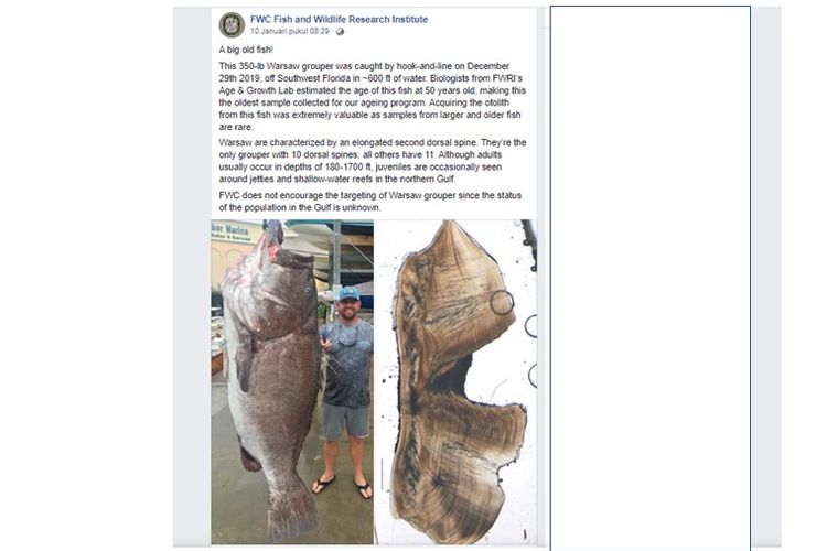 Ikan kerapu warsawa dengan berat 159 kg tertangkap di Florida