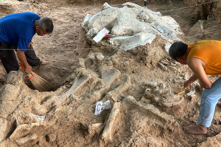 Proses ekskavasi stegodon yang ditemukan di Hutan Tritik, Kabupaten Nganjuk