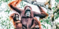 Upaya ANJ Lindungi Keanekaragaman Hayati Indonesia