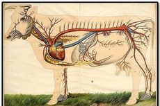 Soal UAS Biologi: Sistem Sirkulasi Darah pada Hewan