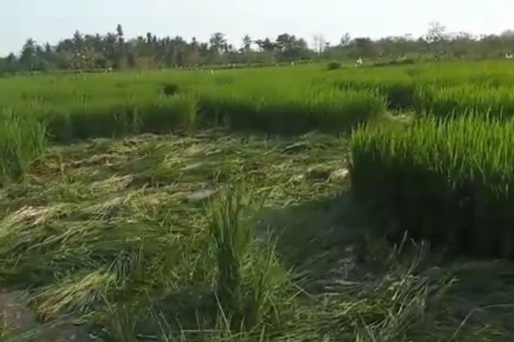 Tangkapan layar video tanaman padi yang dirusak oleh orang tak dikenal di Lombok Barat