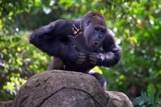 Mengapa Gorila Jantan Suka Memukul Dadanya?