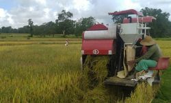 Giliran Petani Lampung yang Panen Raya di Tengah Pandemi Covid-19