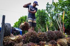 Viral Video Petani Jual TBS Kelapa Sawit ke Malaysia, Apkasindo: Kami Harus Biayai Keluarga