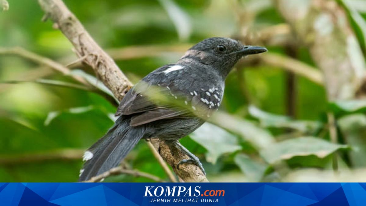 New Bird Species Discovered in Amazon Rainforest Through Sound Analysis