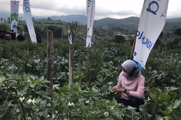 Seorang warga tengah mengecek tanaman brokoli di Lembang saat peluncuran Kick-off Petani Milenial.