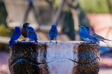 Biru Warna Paling Terang yang Ada di Alam, Benarkah?