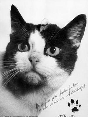 Felicette, kucing pertama yang berhasil menjelajahi luar angkasa