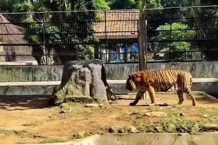 Seekor harimau benggala koleksi kebun binatang Serulingmas Banjarnegara, Jawa Tengah nyaris lepas dari kandang, Sabtu (25/12/2021).