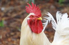 Apakah Ayam Jantan Bisa Mengenali Bayangannya?