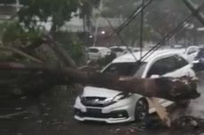 Hujan Deras dan Angin Kencang Landa Jember, Satu Mobil Ringsek Tertimpa Pohon Tumbang