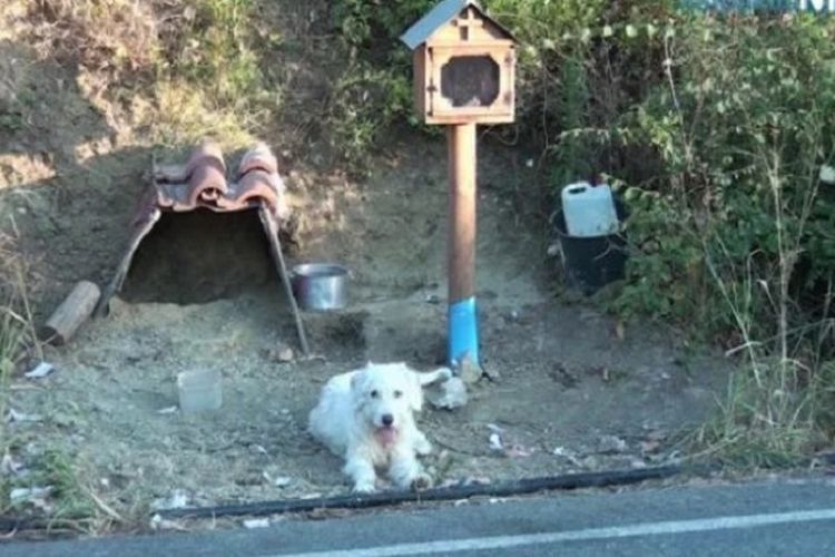 Anjing berjuluk Hachiko Yunani ketika duduk di lokasi kecelakaan yang menewaskan majikannya lebih dari setahun terakhir.