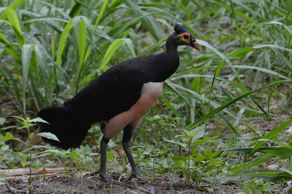 Burung maleo senkawor dalah satu spesies burung terancam punah di Indonesia. Spesies burung terancam punah di Indonesia terbanyak di dunia.