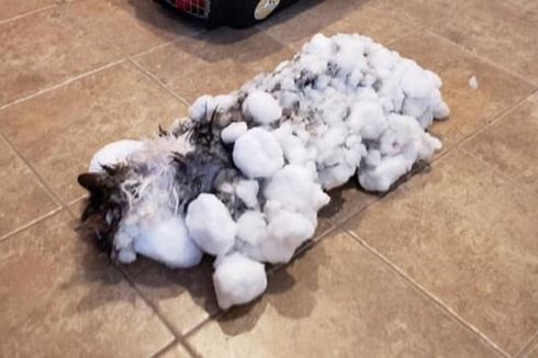 Membeku Setelah Terkubur di Salju, Kucing Ini Berhasil Selamat