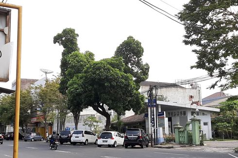 Pohon Besar di Yogyakarta Secara Alami Terbentuk Menyerupai Ayam