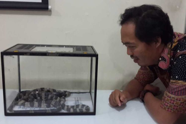 Pakar Herpetofauna dari Universitas Brawijaya (UB) Nia Kurniawan saat menjelaskan tentang ular weling di salah satu laboratorium di Kampus Universitas Brawijaya (UB) Kota Malang, Jumat (24/1/2020).