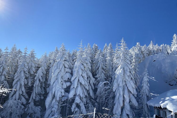 Juhyo atau &ldquo;monster salju&rdquo; di Gunung Zao, Jepang, terancam punah akibat krisis iklim dan serangan wabah.