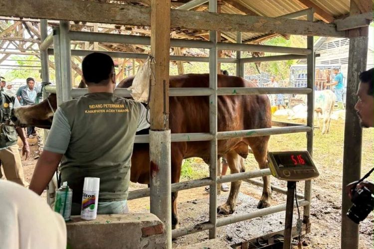 Percepat Pemulihan Peternak Terdampak Bencana Sumatera, Satgas PRR Siapkan Bantuan Pakan Ternak di Aceh