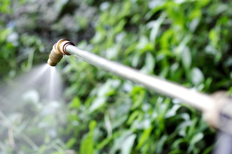 Ilustrasi pengaplikasian herbisida menggunakan sprayer