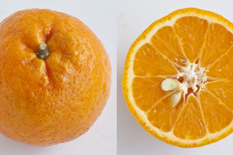 jeruk mandarin swatow. 