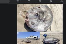 Ikan Mola-mola Raksasa Terdampar di Pantai AS, Spesies Mola Terbesar yang Pernah Ditemukan