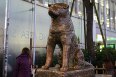 Satu Abad Mengenang Kisah Hachiko, Anjing Paling Setia di Dunia